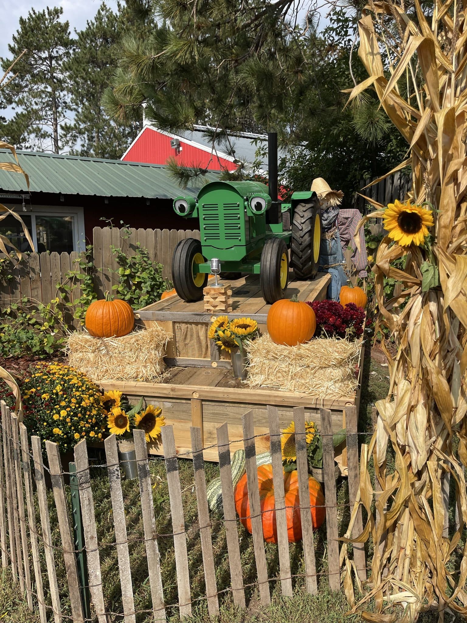 Green Zack holding court at Pinehaven Farm